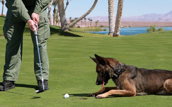german-shepherd-golf-ball German Shepherd